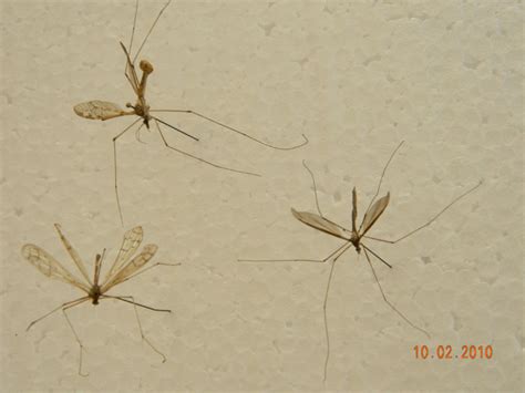 Not Four Winged Crane Fly Two Crane Flies And A Hangingfly Whats