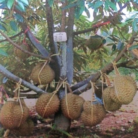 Our latest musang king durian nursery in johor malaysia. Cerita dari Lipis: Musang King vs 'ASFA 50'