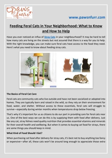 Feeding Feral Cats In Your Neighborhood What To Know And How To Help