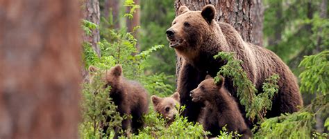 Mama Grizzly Bear With Cubs