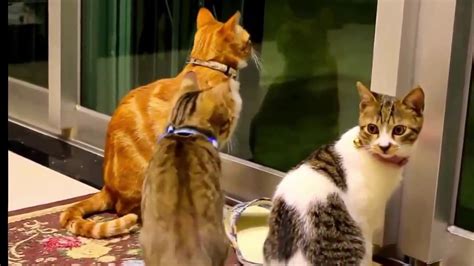 Funny Cat Video Funny Cats And Kittens Meowing