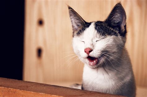 38 Fotos De Gatos Captados En Momentos Muy Chistosos