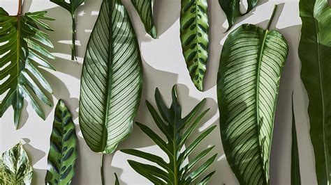 Aesthetic Minimalist Plant Minimal Leaf Hd Wallpaper Pxfuel