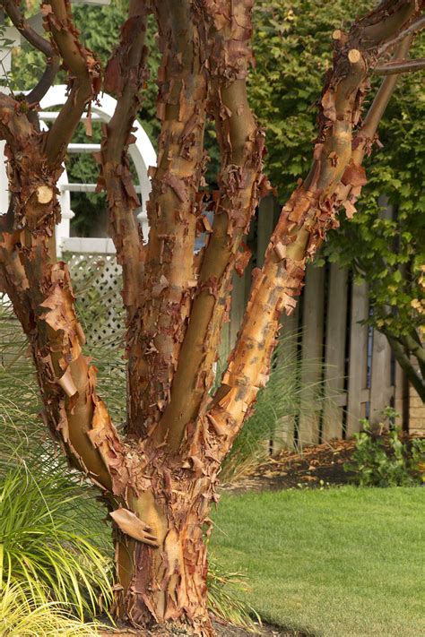 Good fall color deciduous other: Paperbark Maple -- You'll love the smaller size, open ...