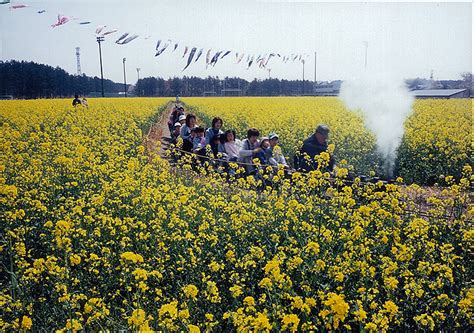 来自俄罗斯桦木蘑菇桦褐菌, 桦树茸, huàshùróng, 白桦茸, báihuàróng. 平成20年度「桜と菜の花写真コンテスト」 | 大潟村公式ホーム ...