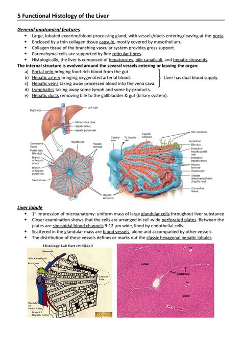 We did not find results for: 5 Anatomy and Functional Histology of the Liver ...