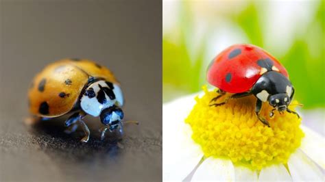 ladybugs and asian lady beetles differences and similarities pest samurai