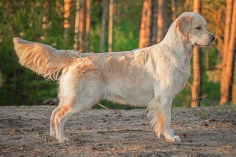 Golden Retriever One Of The Most Loved Breeds In The World