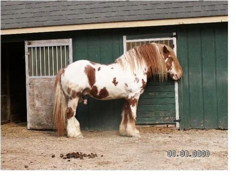 North American Spotted Draft Stallion Bhr Bryants Jake Pferd