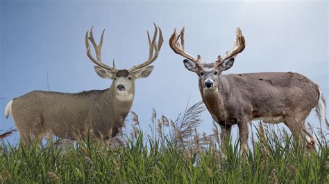 Mule Deer Vs Whitetail Deer A Detailed Insight