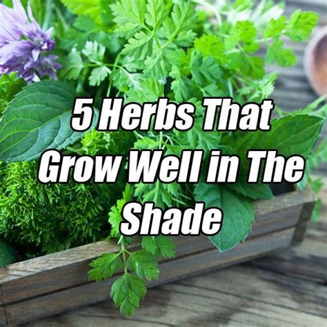 Neil and alice discuss rhetoric, commas and full stops. 5 Herbs That Grow Well in The Shade | Kräutergarten ...