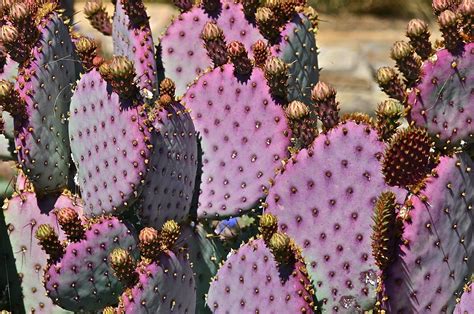 Prickly Pear Cactus Cacti And Succulents Cactus Plants Cactus And