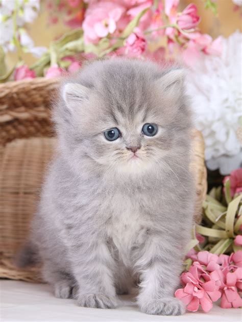 Doll Face Persian Cat Grey Colour Pets Lovers