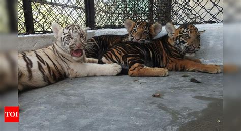Want To See Black Tiger Cubs Visit Vandalur Zoo Chennai News Times