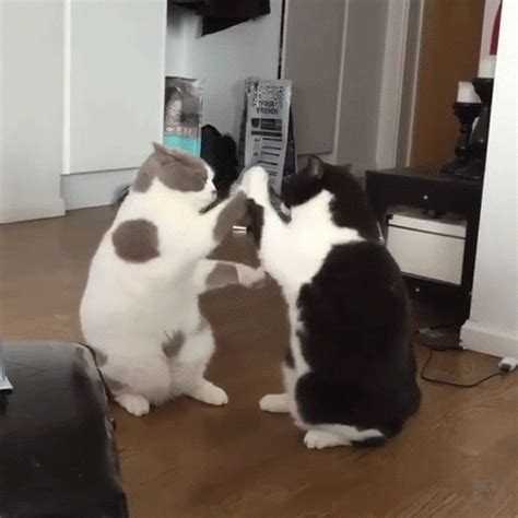 Cat Cute And Funny Animated Gifs With Cats Hot Sex Picture