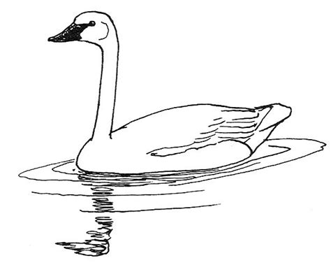 Sketch Swan Clipart Clipartix