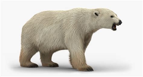 3d Polar Bear Modeled Animation Polar Bear Polar Bear