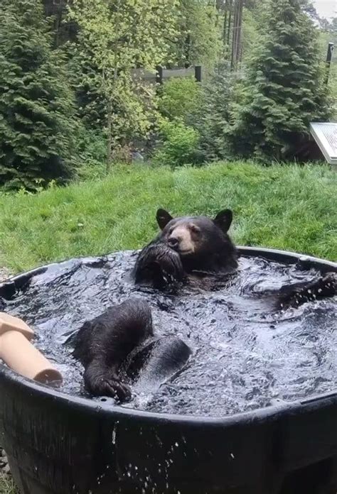 Black Bear Plays In His Tub Artofit