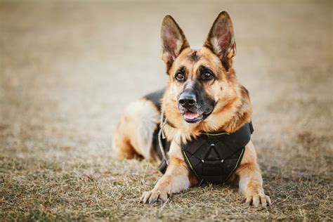 6 Police Dog Breeds That Help Law Enforcement Great Pet Care