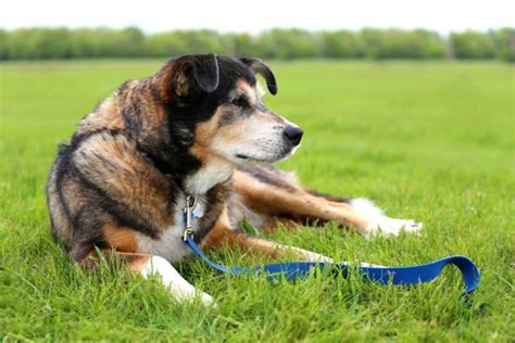 A border collie german shepherd mix can live up to 15 years without any disease or illnesses when it comes from a reputable breeder. The Shollie: All about the Border Collie German Shepherd ...