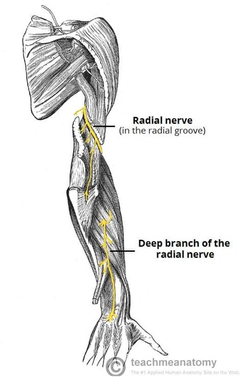 Groove For Ulnar Nerve Humerus