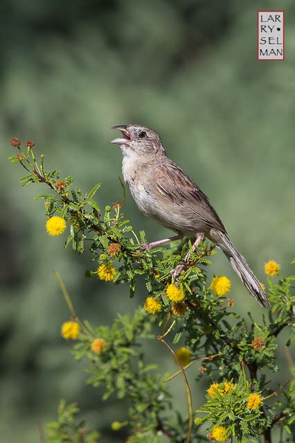 Botteri Sparrow Botteris Sparrow S Weller Ln Near Bi Flickr