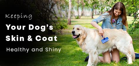 Healthy Dog Skin And Coat 10 Ways To Improve Your Dogs Fur