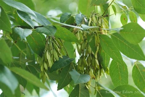 Green Ash Tree Seeds Ash Trees Provide Tasty Seeds