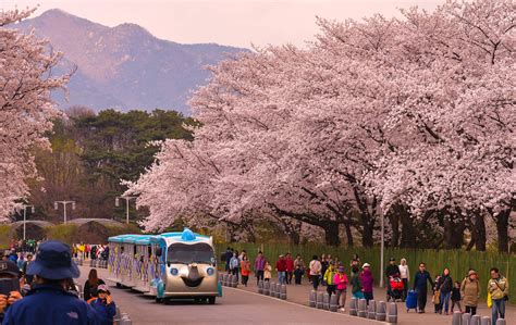 Tempat Menarik Di Seoul Musim Bunga Terbaru