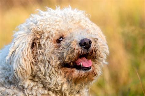 Dog Breeds With Curly Hair Large Curly Dog Breeds Off 73 Usushimd