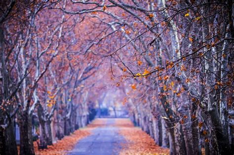 1920x1080px 1080p Free Download Autumn Walk Forest Colorful Fall