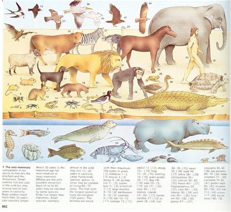 Top 132 Lifespan Of Various Animals