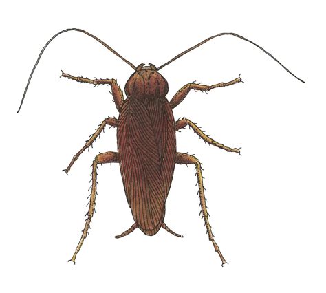 You have palmetto bugs. the term palmetto bug came to be a euphemism for a wide range of large cockroaches. The American Cockroach | Atlanta Pest Control