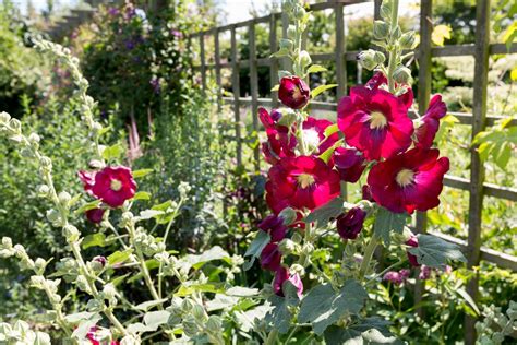 10 Hollyhocks To Grow Bbc Gardeners World Magazine