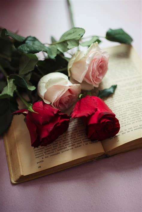 Download Aesthetic Rose Flowers On A Book Wallpaper
