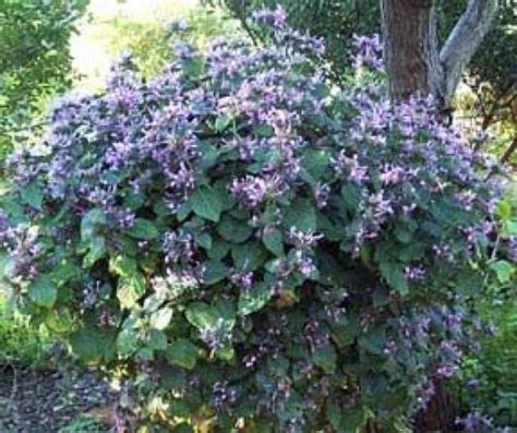 When to plant indigenous plants in shade garden? color sheets for kids: South African Flowers That Grow In ...