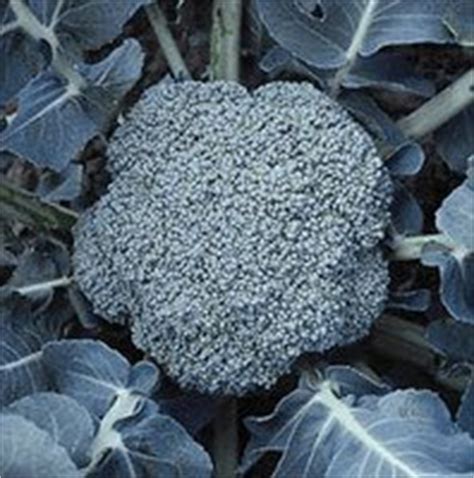 Who makes these crazy decisions! Sarah's Garden: Cold Weather Crop