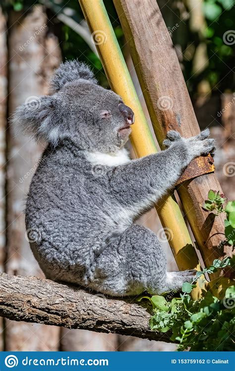 Koala Cute Animal Stock Photo Image Of Branch Cinereus