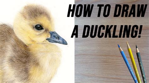 How To Draw A Duckling Using Coloured Pencils Coloured Pencil Drawing