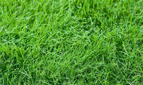 Best Grass For Hot Sex Picture