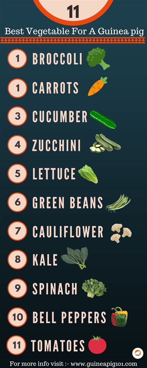 Zucchini is packed with plenty of nutrients and some of them like vitamin c are ideal for the health of your little guinea pig pet. Pin on Dog Food recipes