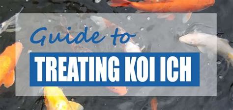 Koi Ich Treatment Guide Step Process Pond Informer