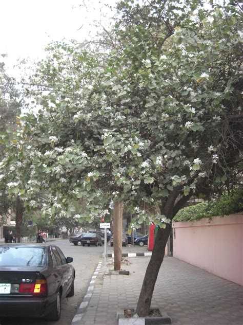 We would like to show you a description here but the site won't allow us. Ägypten-Reisebericht: "Frühling in the city"