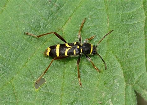 wasp beetle identification life cycle facts and pictures