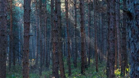 Ray Of Sunlight In The Pine Forest Stock Image Image Of Light Ogosta