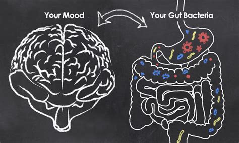 Mood And Gut Bacteria With Chalk On Blackboard