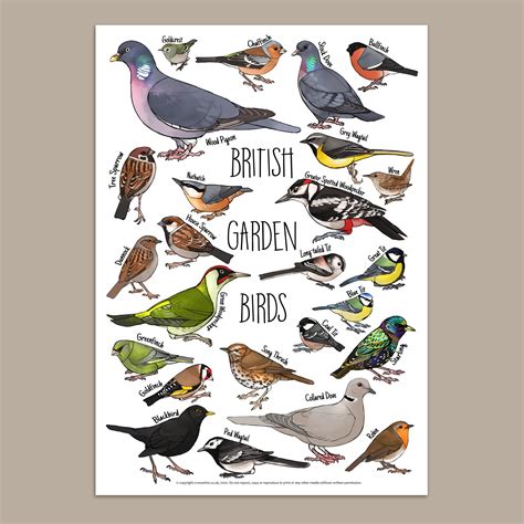 British Garden Birds Identification Chart And Illustration Etsy Uk
