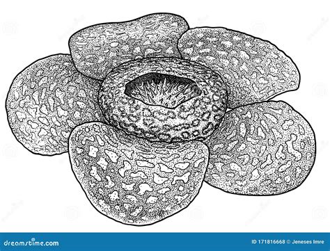 Rafflesia Drawing