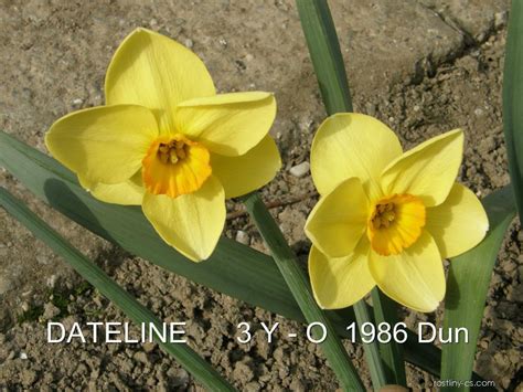 Narcis Narcissus Dateline Květy Květenství Rostliny