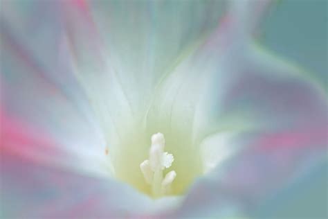 Glorious Morning Glory Pastel Photograph By Peggy Collins Fine Art